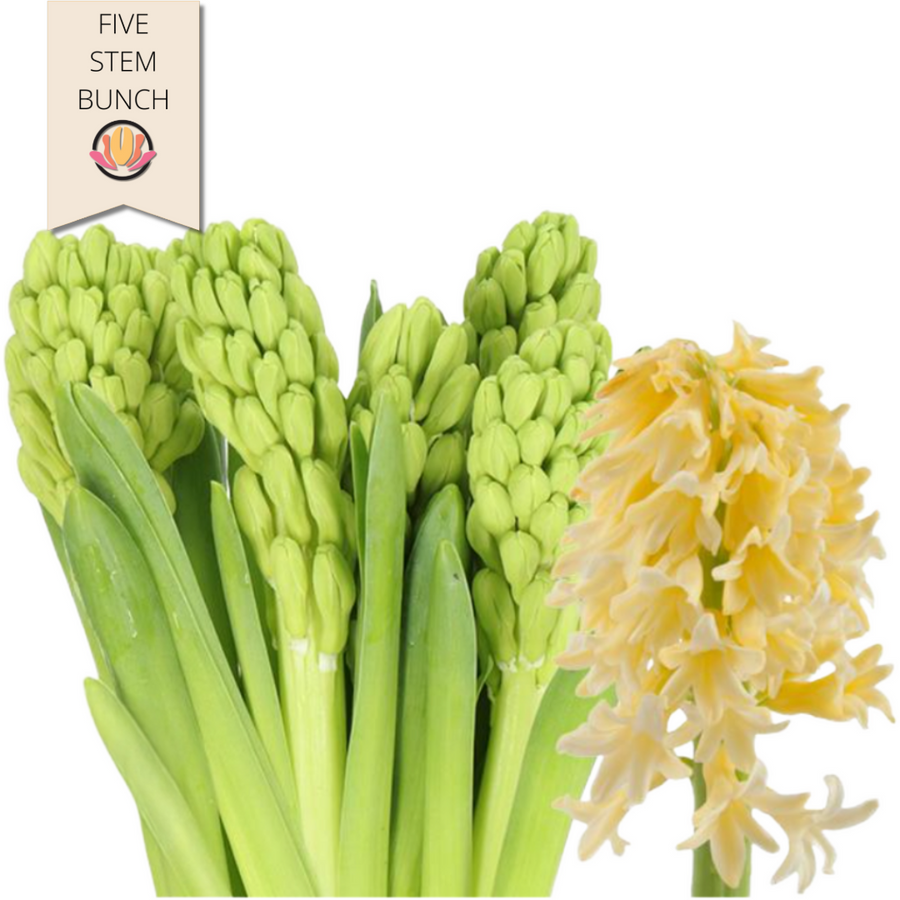 Hyacinth Yellow holl