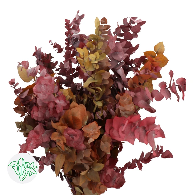Eucalyptus Stuartina Fall Expl