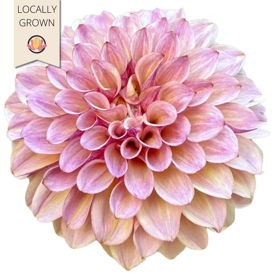 Dahlia Mauve local(5st)