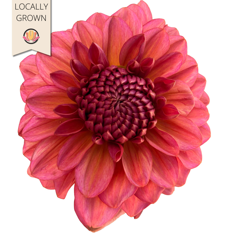 Dahlia Salmon local(5st)