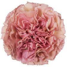 Carn Sel Lege Pink bmark