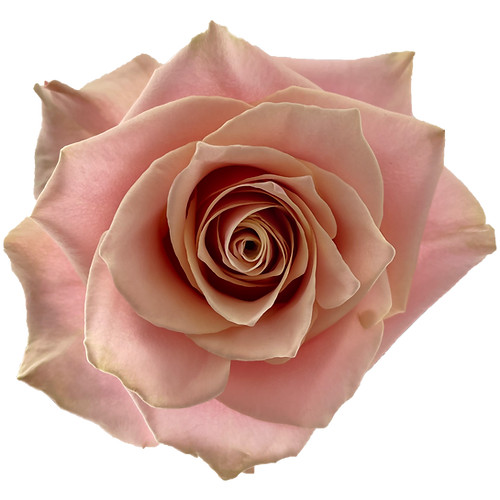 Rose Pink Amaretto 70cm florec