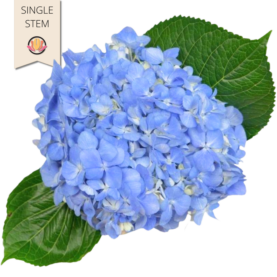 Hydrangea Shocking Blue tessa (stem)