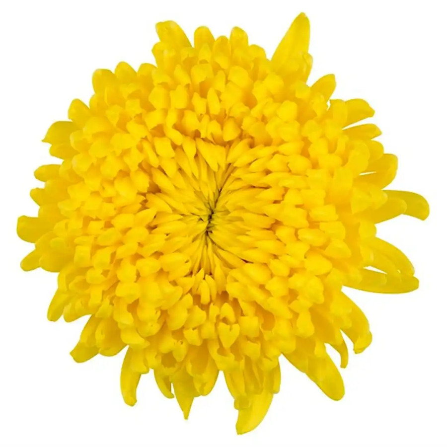 Mum Cremons Astroid bmark