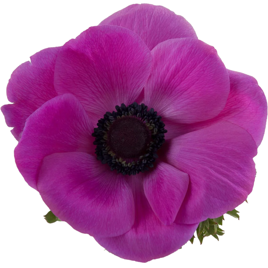 Anemone Fushia rprima