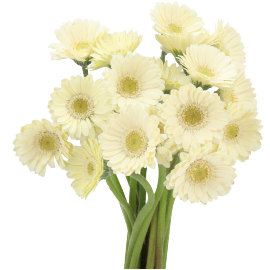 Germini Piccolini Alp holl(20s