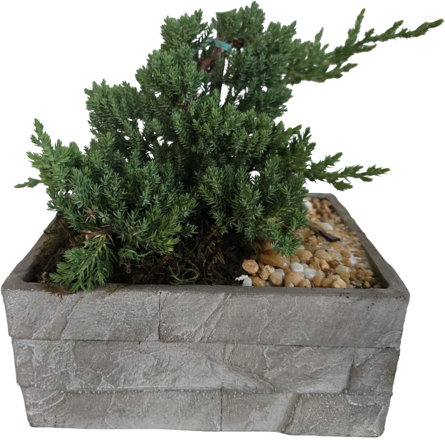 8" Bonsai
