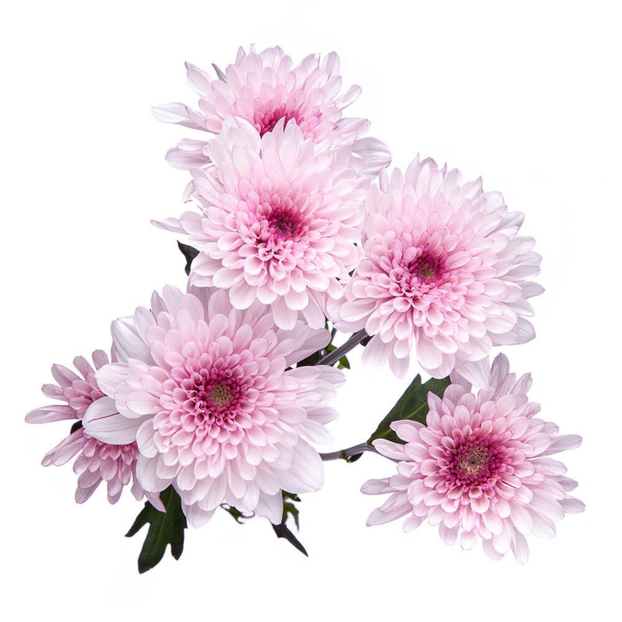 Pom Cushion Trissia bmark