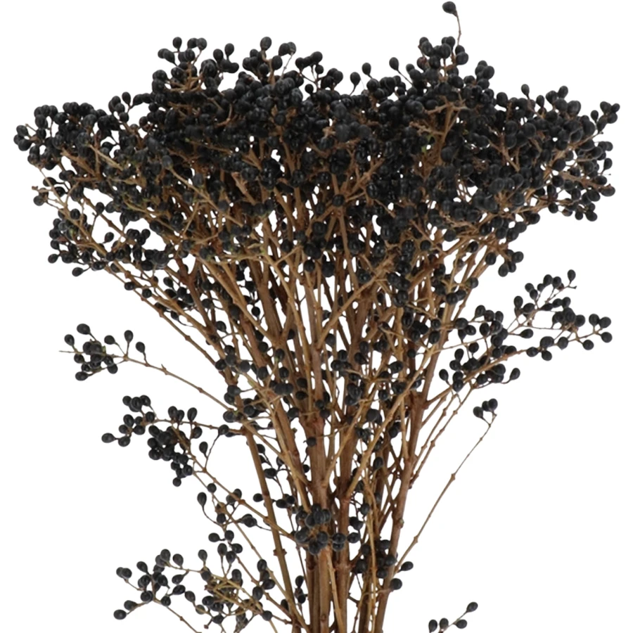 Ligutrum Magical Black Pearl H