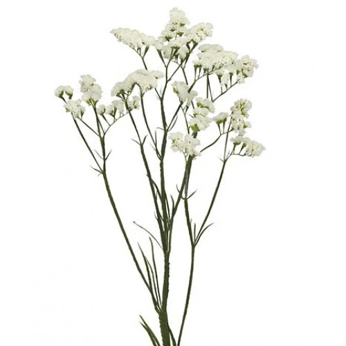Statice White rio sel