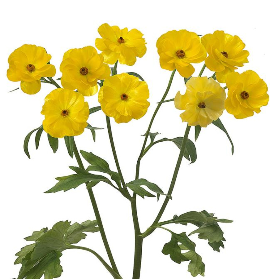 Ranunculus Butterfly Phytalos - RAN BUT PHY RIO