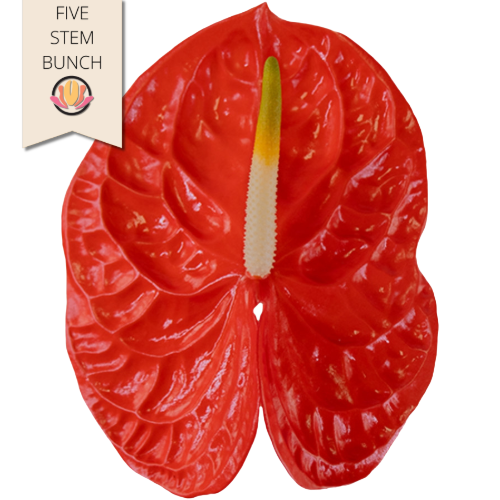 Anthurium Suneye Large rosaflo