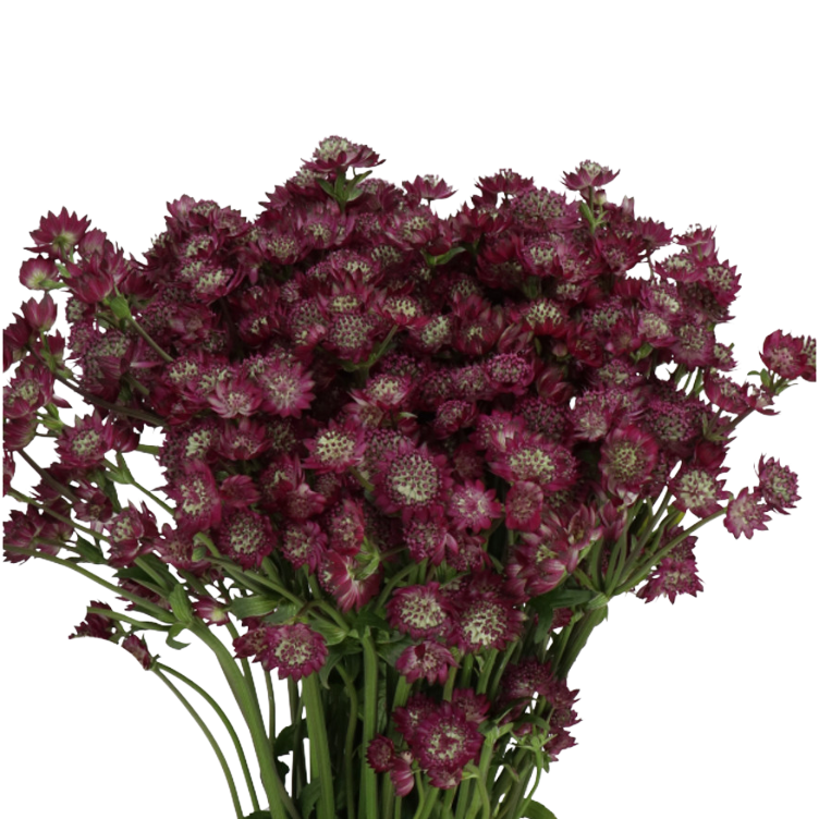 Astrantia - Star of Desire, Holex