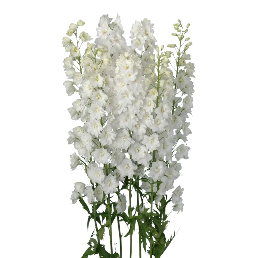 Delph White rio 70cm