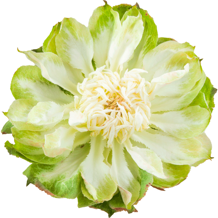 Rose Veggie 50cm Rprima