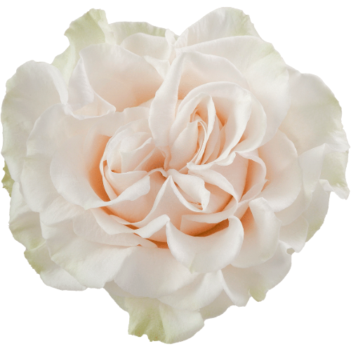 Rose Cotton Expression 70cm rp