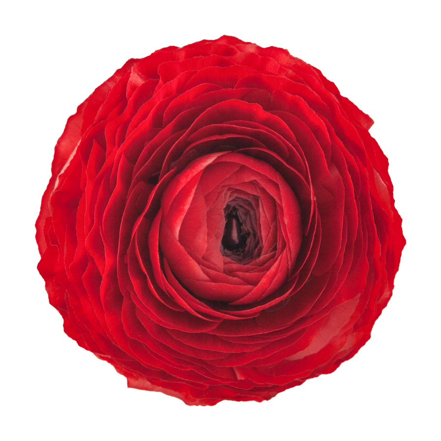 Ranunculus Red 40cm rprima