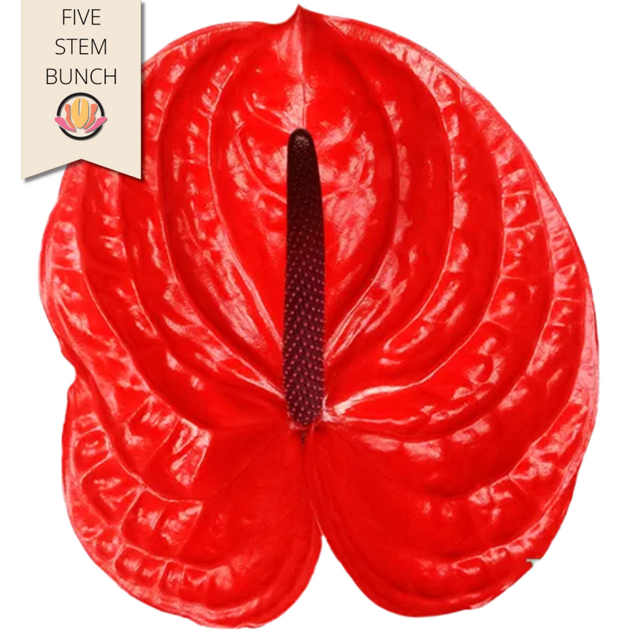 Anthurium Impulz Small (5 stems), Rosaflora