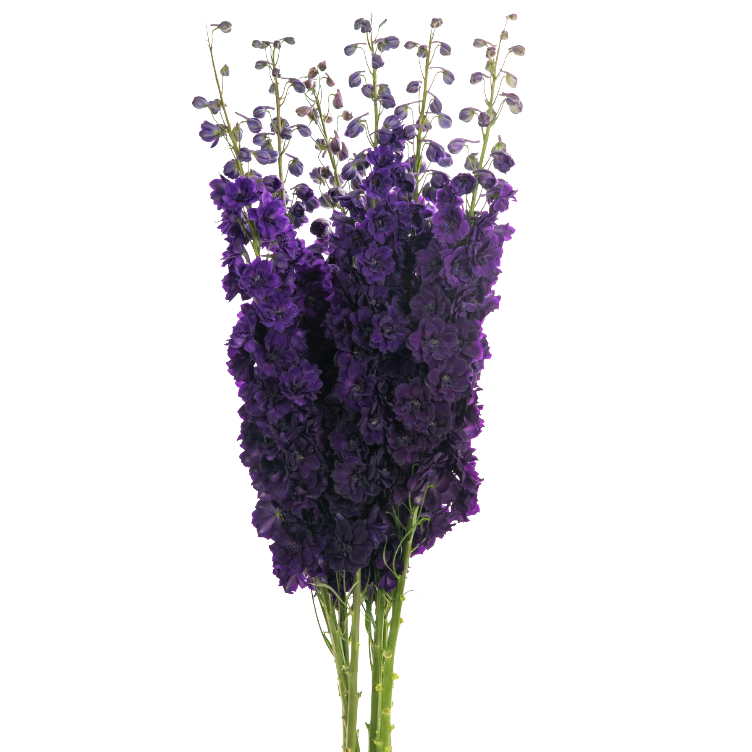 Delph Black Velvet valleflor 110cm (5st)