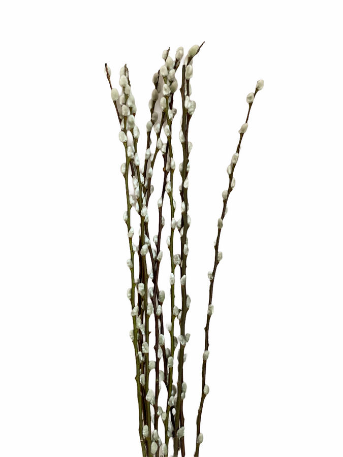 PWillow Giant 20-24" kraemer