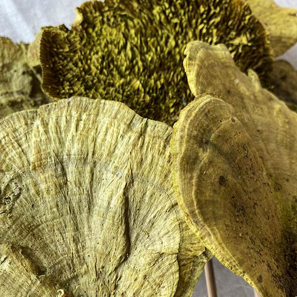 Sponge Mushroom/stem spring gr