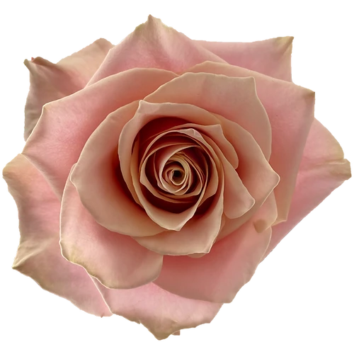  Rose Pink Amaretto 40cm Flore