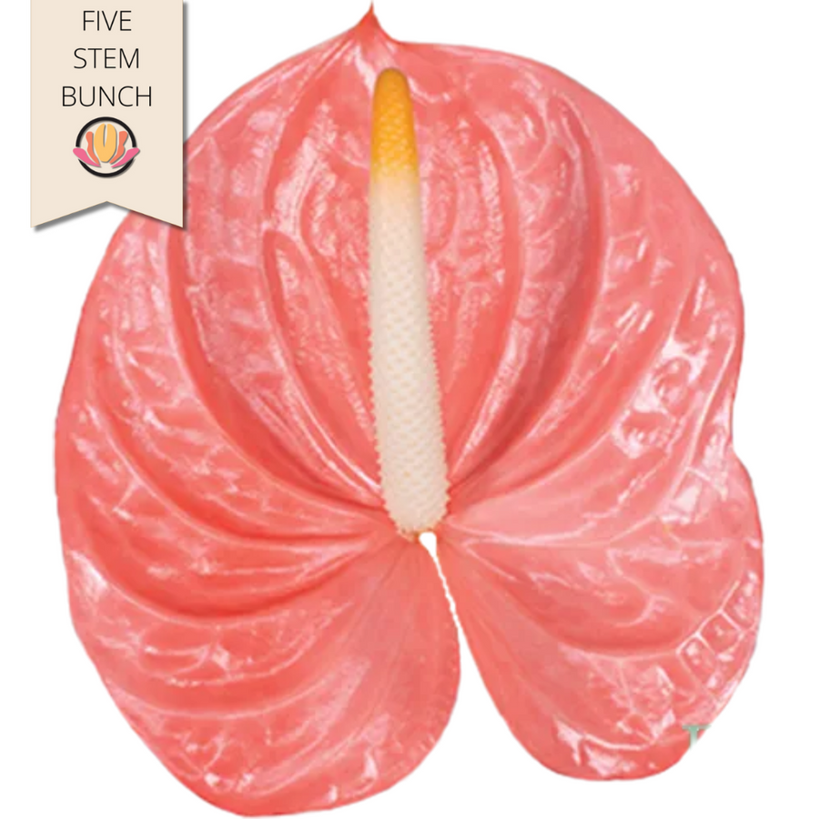 Anthurium Farao Small (x5 stems) canada