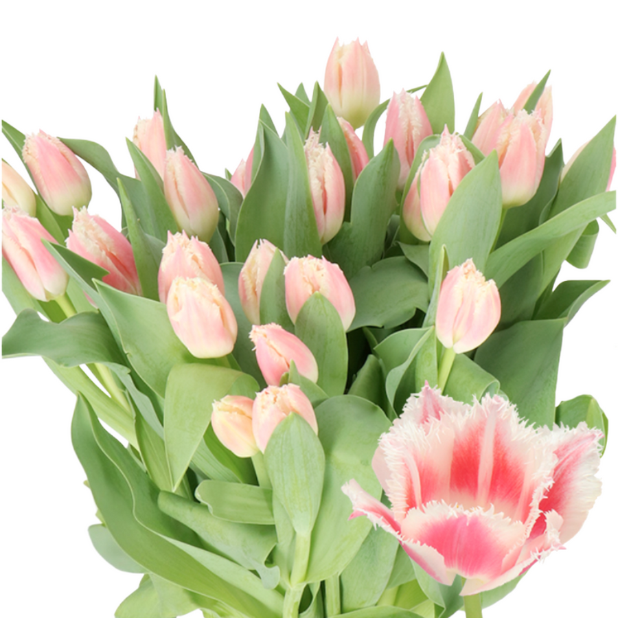 Tulip Frill BellSong holl - T FR BELL