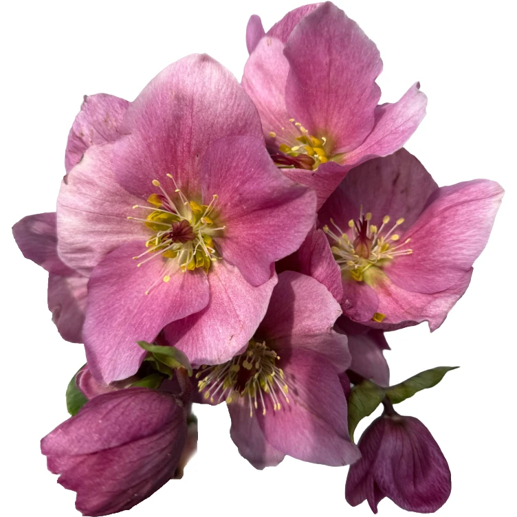 Helleborus Mammoth Pink holl