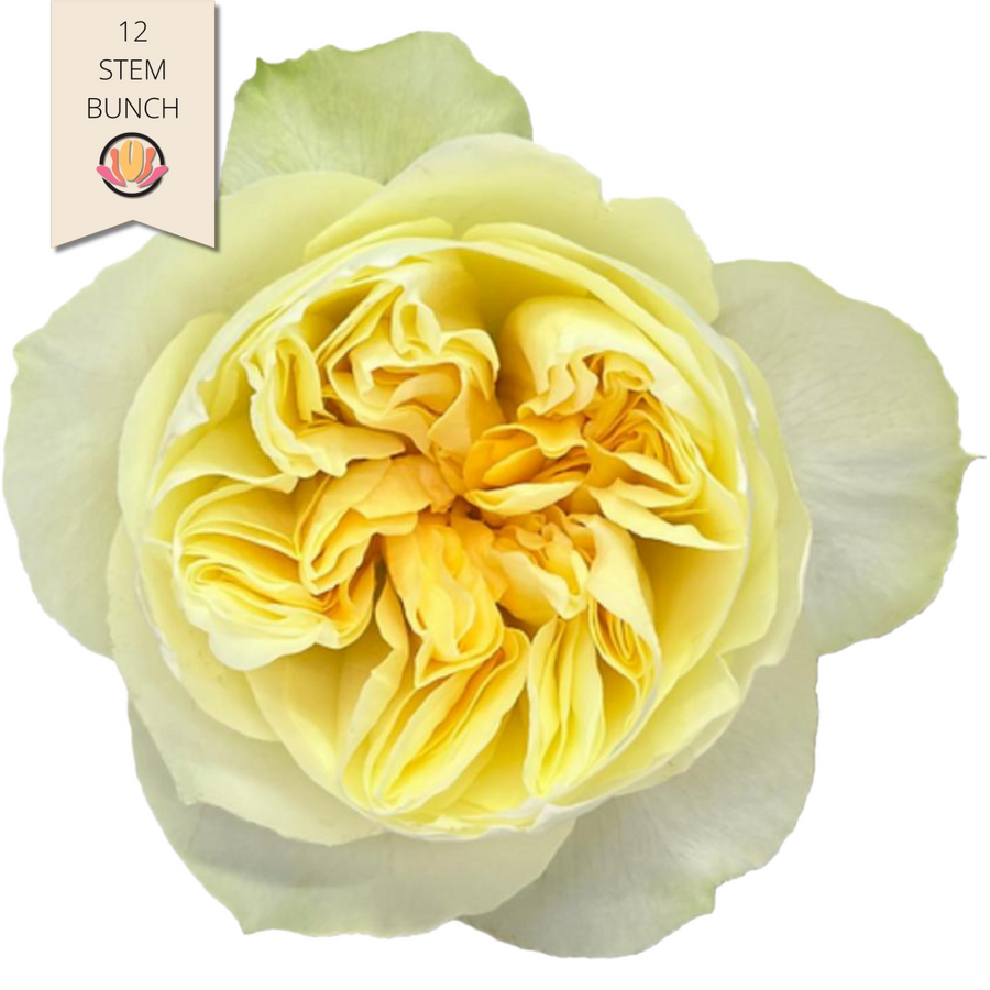 Rose Garden Antonia 50cm flore