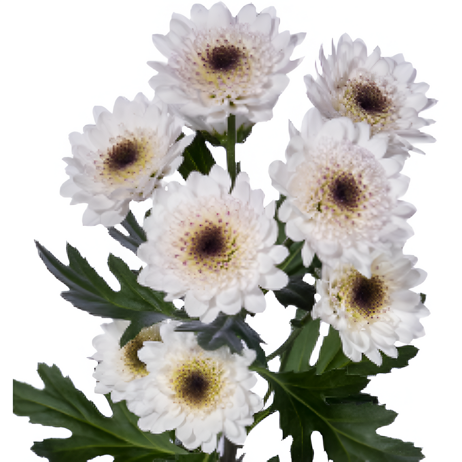 Pom Cushion Capadocia White/Black, Sole