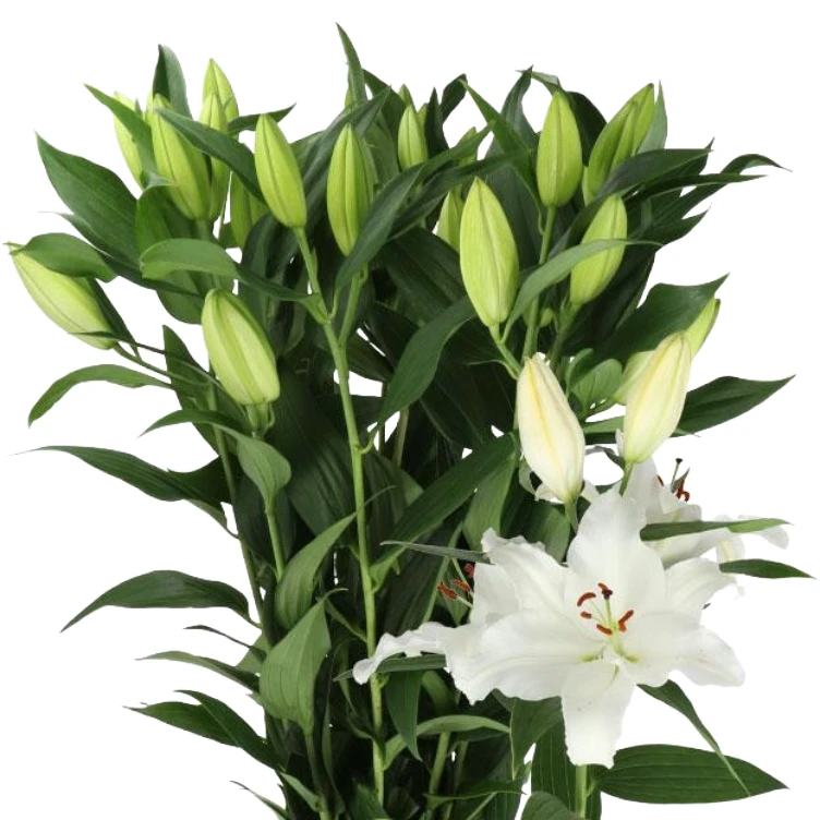 Lily Signum holl 2/3bl