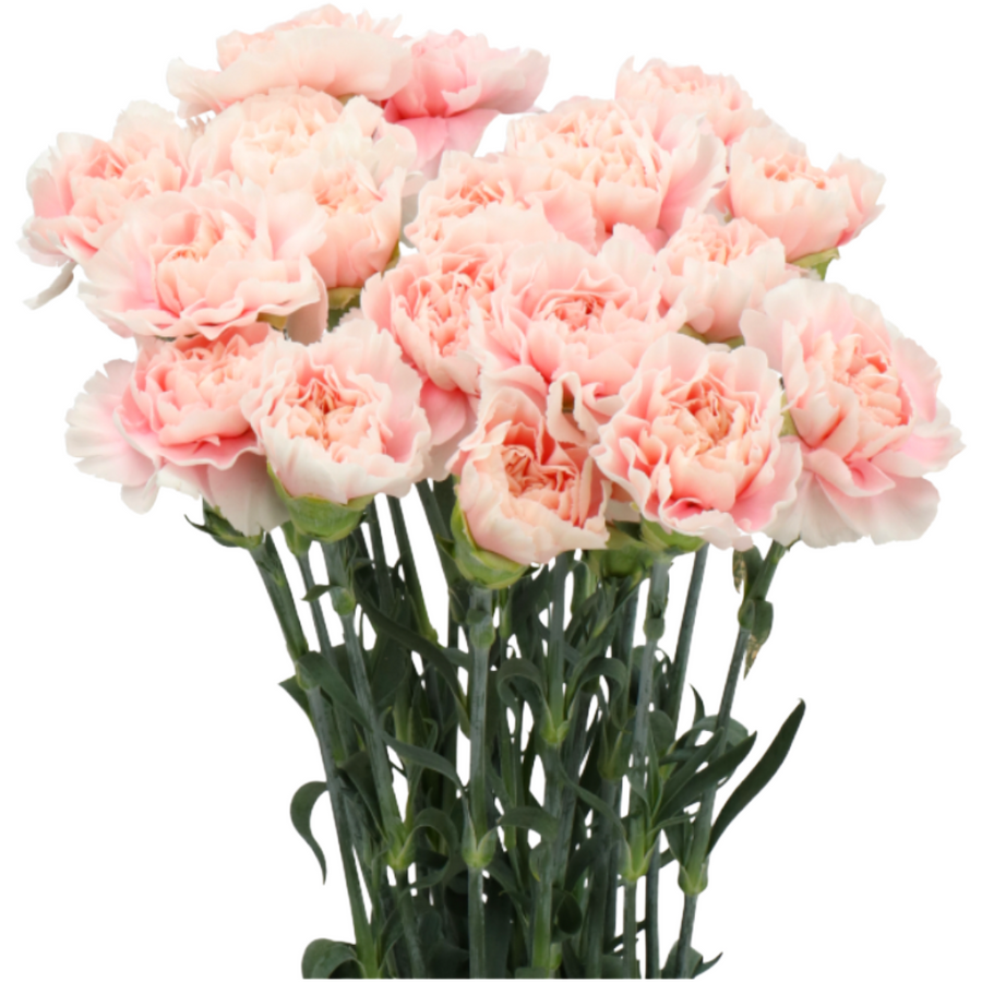 Carn Sel Altair holex