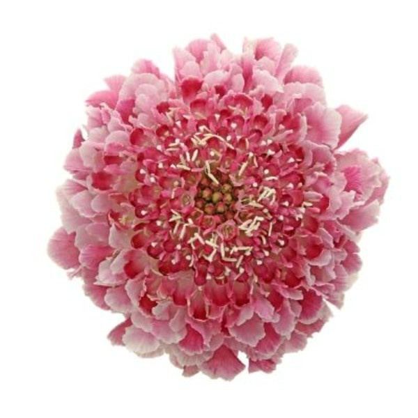 Scabiosa Cotton Candy 60cm bel