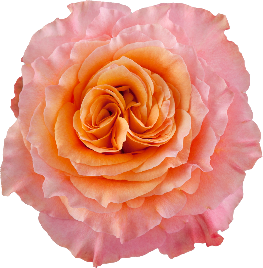 Rose Free Spirit 60cm Sunrite