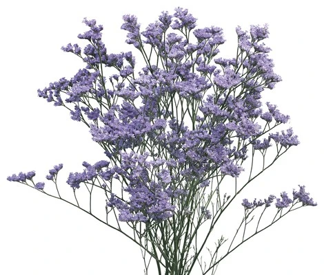 Limonium Blue Stream Misty