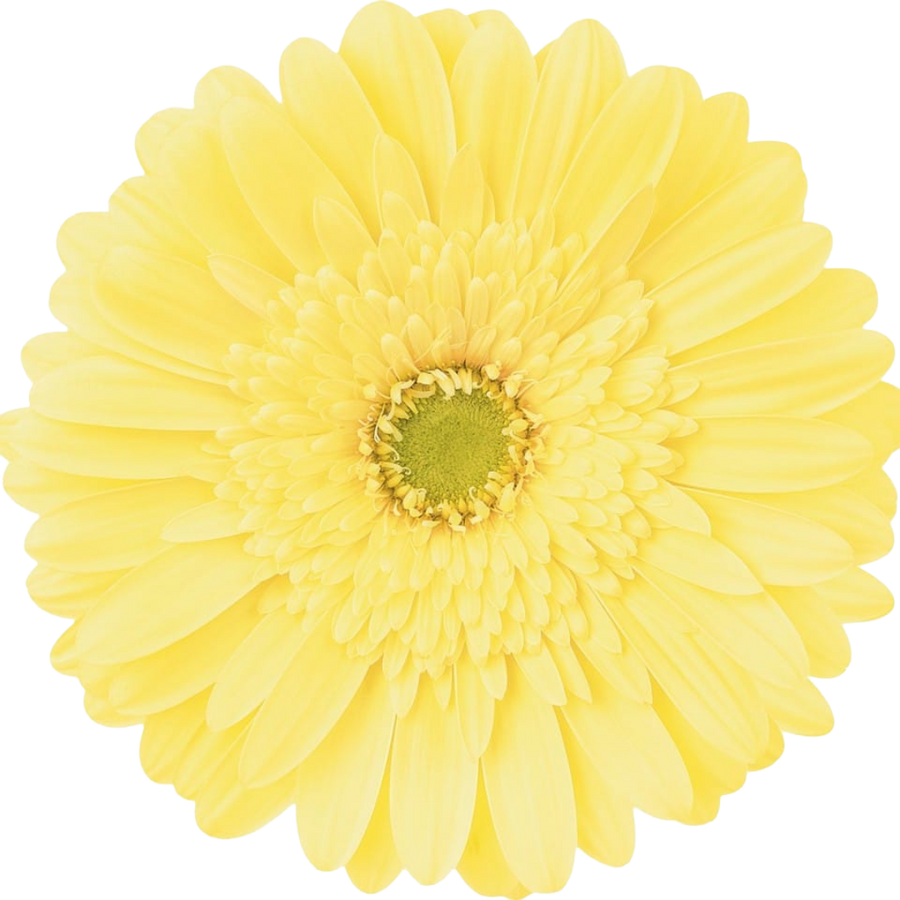 Gerbera Passito Cream, Rosaflora