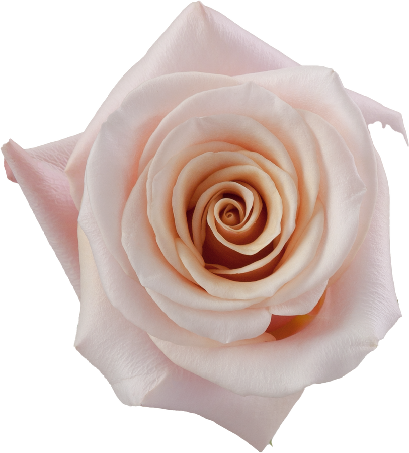 Rose Mother of Pearl 60cm Rpri - R MOT PEA 60 RP