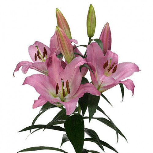 Lily Tabledance cont fl 3-5 bl