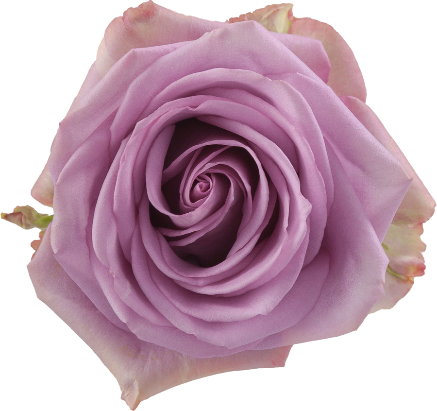 Rose Cool Water 60cm Rprima