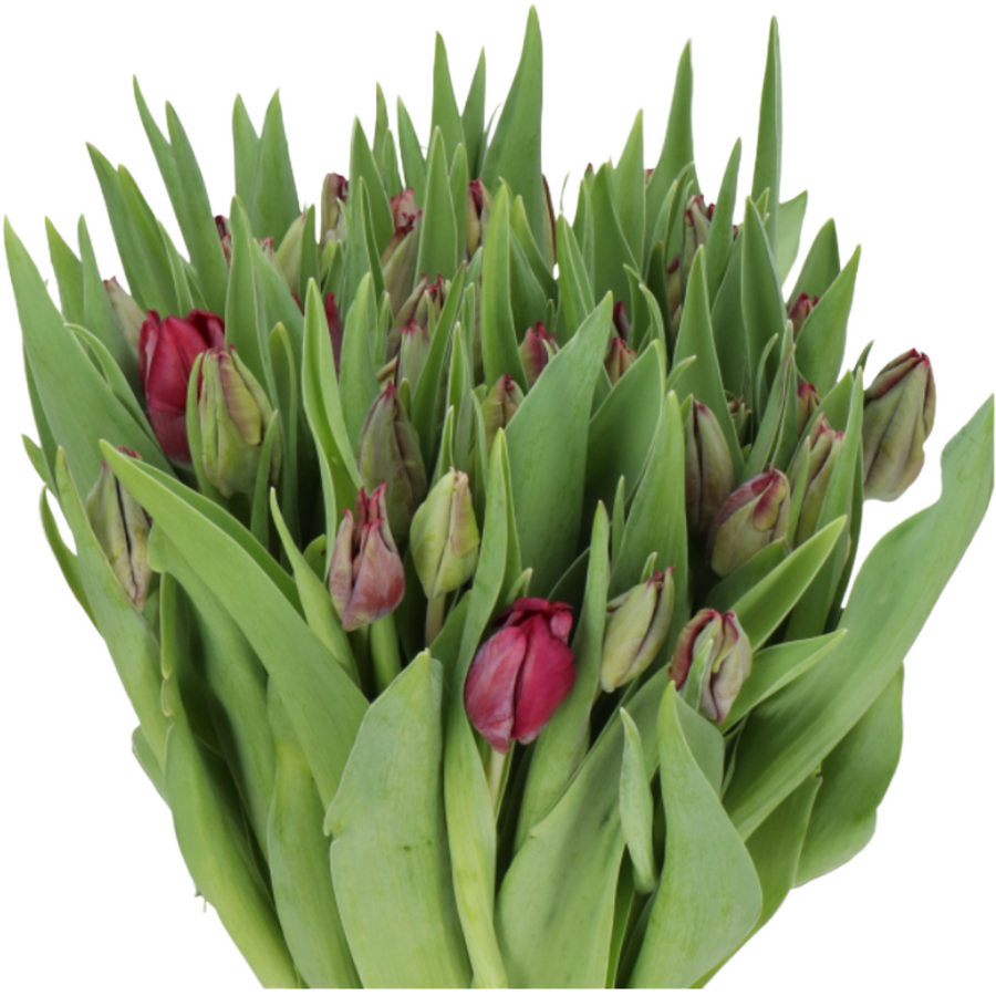 Tulip Night Parrot holl