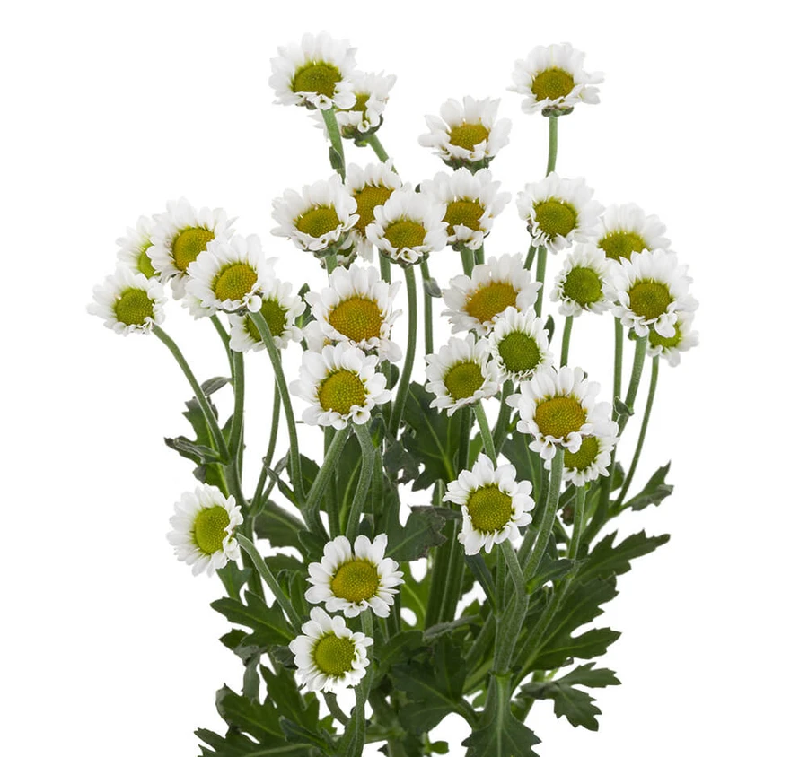 Pom Micro Daisy White golden