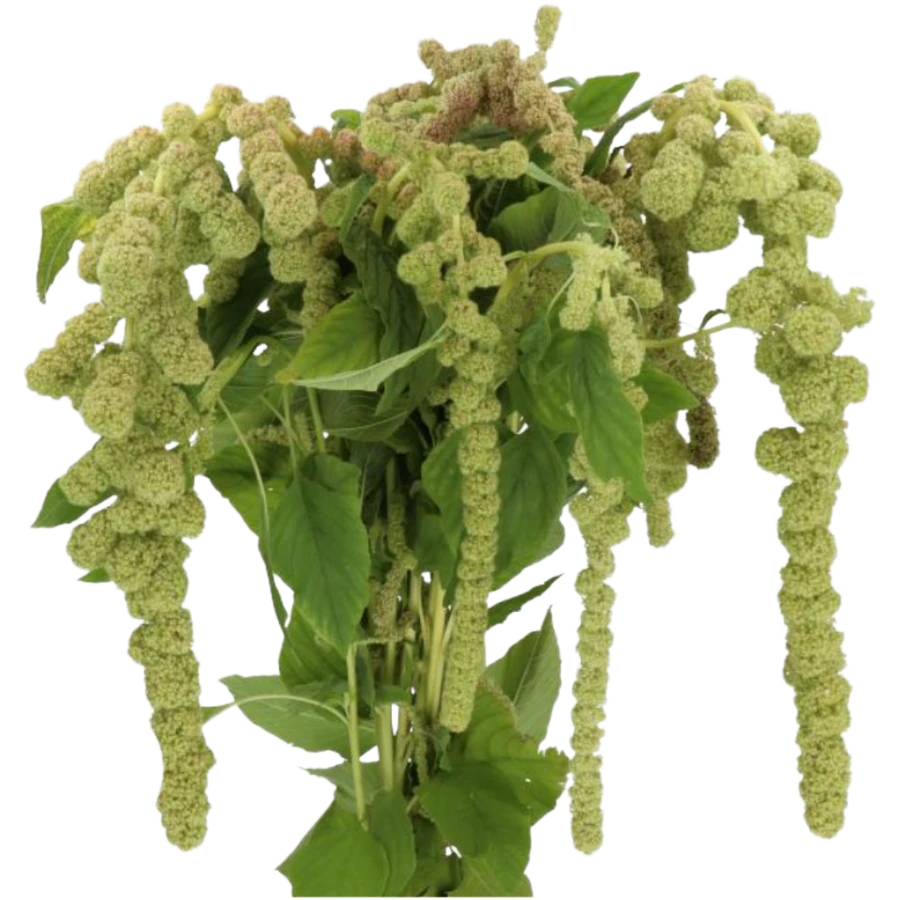 Amaranthus Cycloop holl
