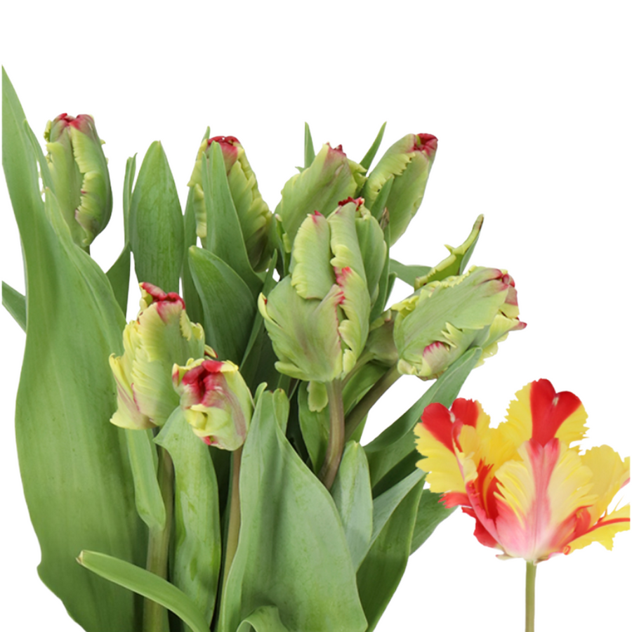 Tulip French Flaming Parrot ho