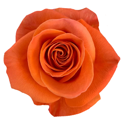 Rose Naranjo 50cm NARANJO