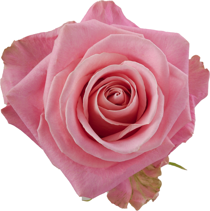 Rose Hermosa 60cm toscana