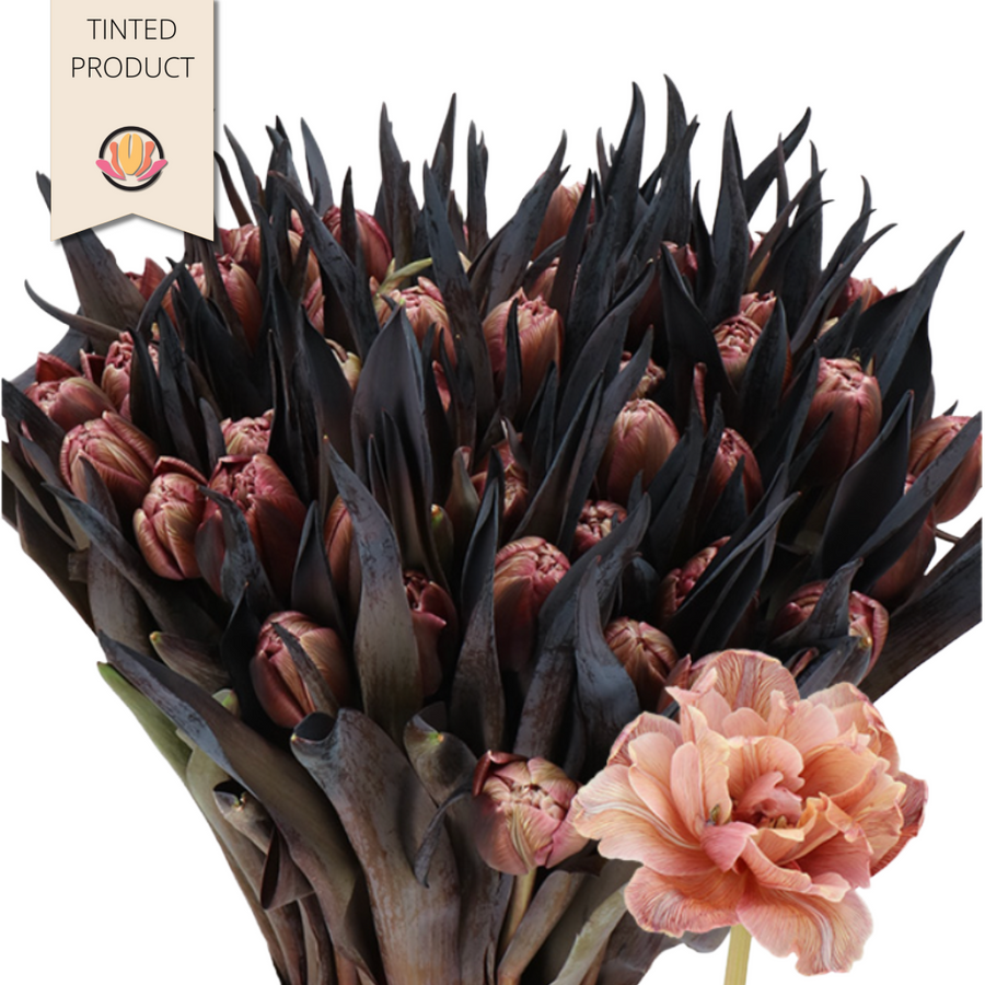 Tulip Dbl Brownies holl