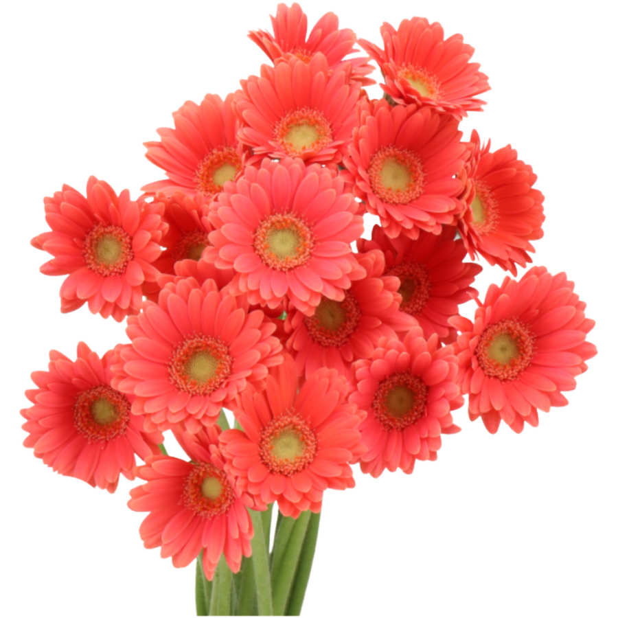 Germini Piccolini Micro Quick - GER MI PIC QUICK