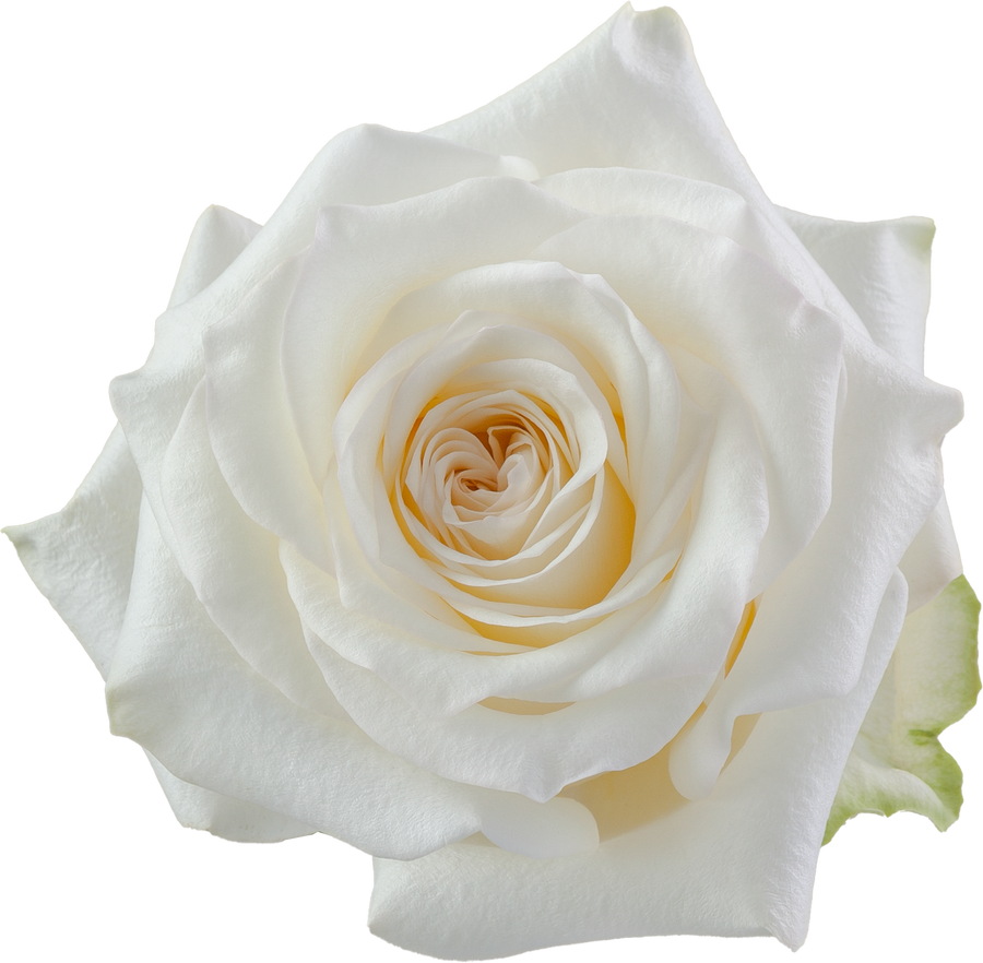 Rose Candlelight 50cm Toscana