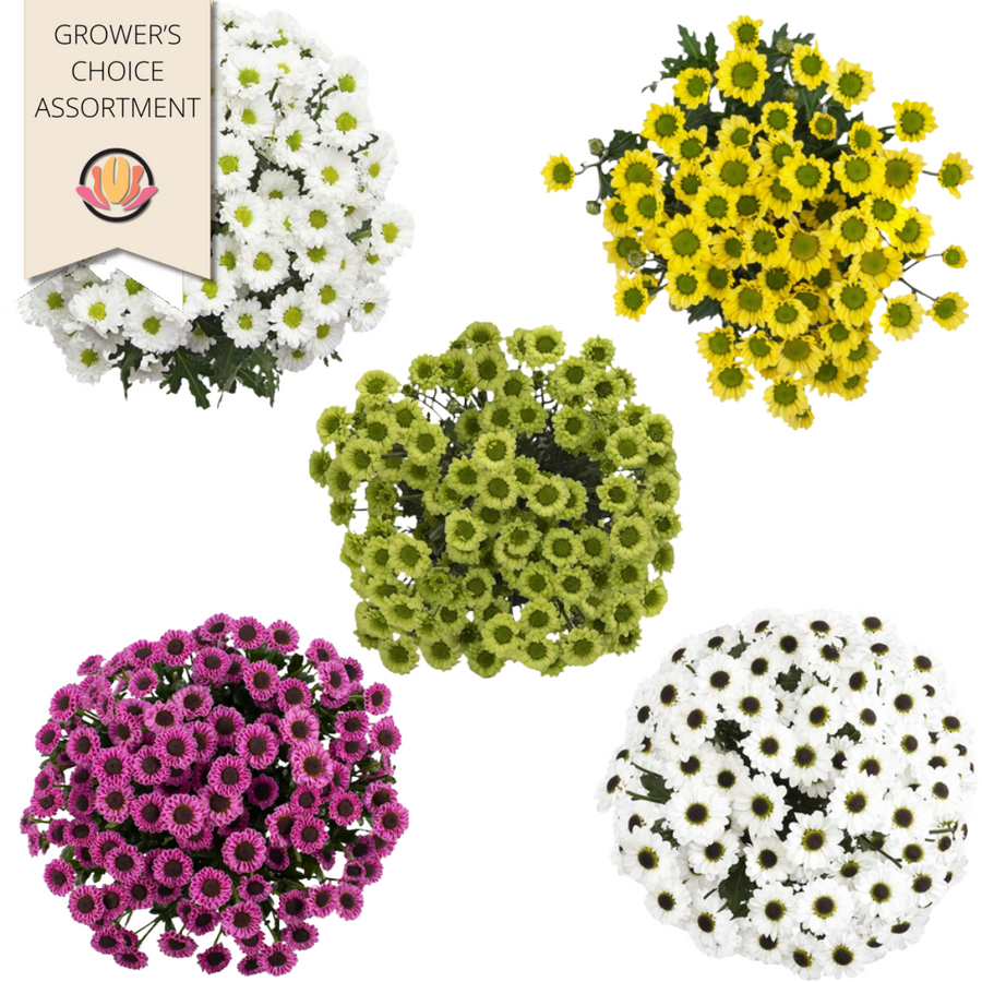 Pom MicroDaisy Asst SOLE